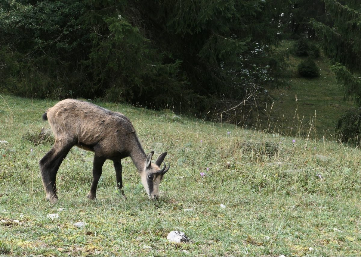 Vallée de Joux_25