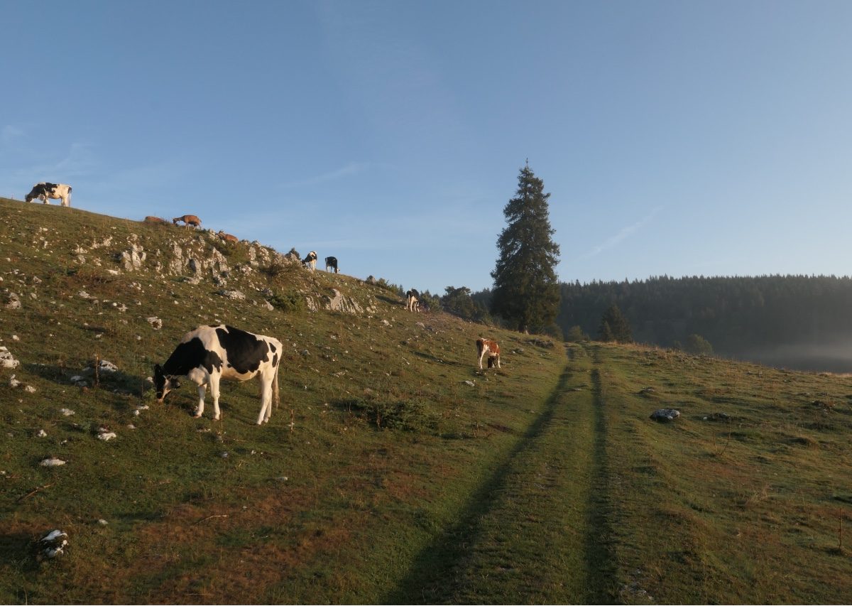 Vallée de Joux gravel Mont Tendre 4