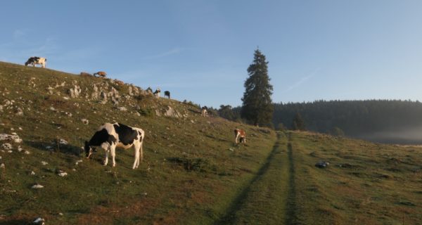 Vallée de Joux gravel Mont Tendre 4