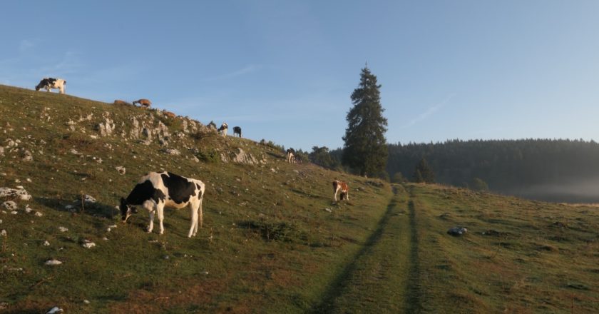 Vallée de Joux gravel Mont Tendre 4