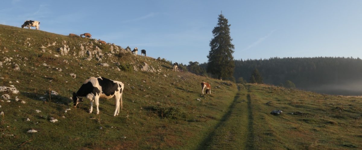 Vallée de Joux gravel Mont Tendre