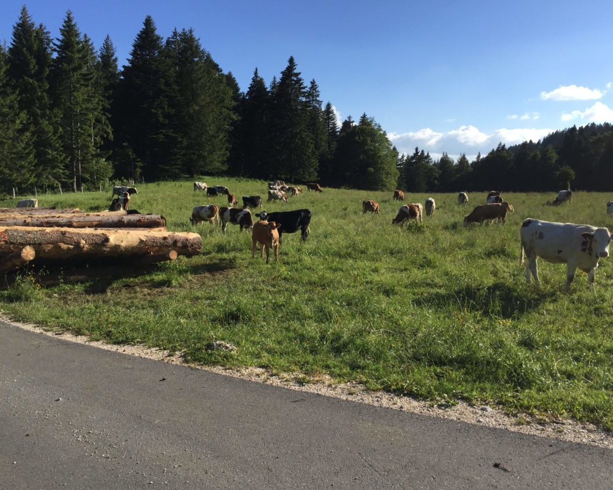 VCOC_Jura_IMG_7374