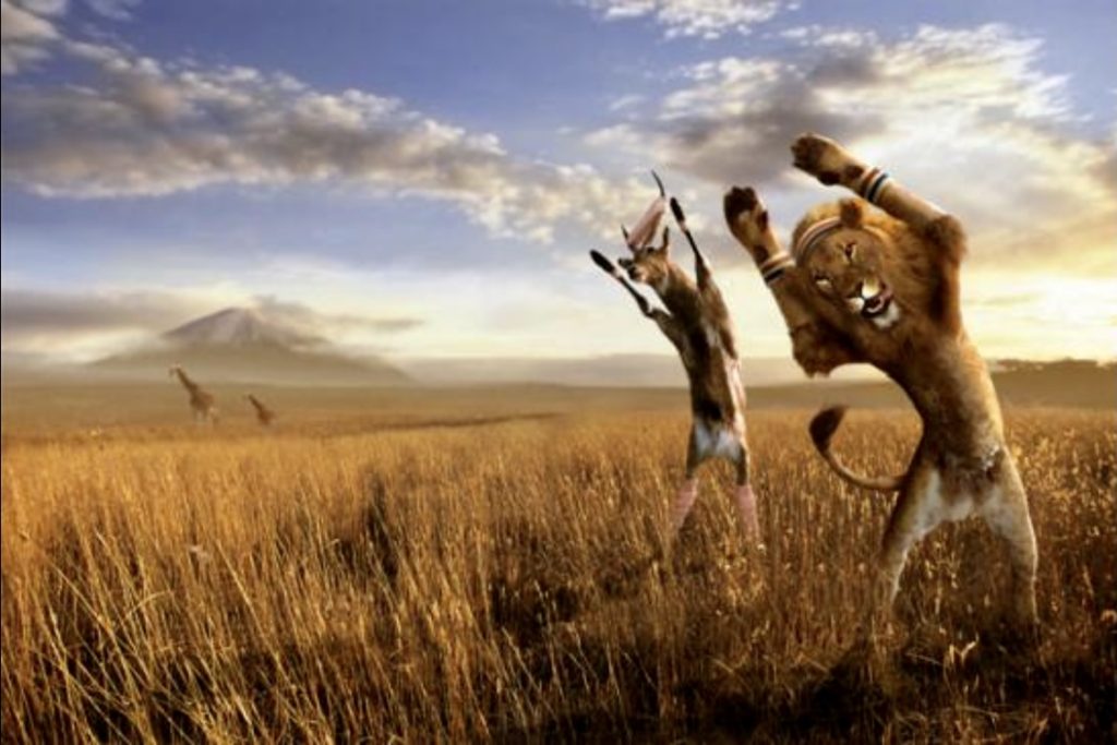 Le lion et la gazelle