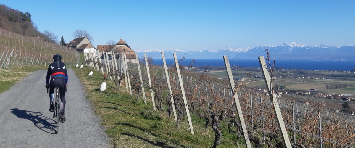 Le défi des Vignes_header