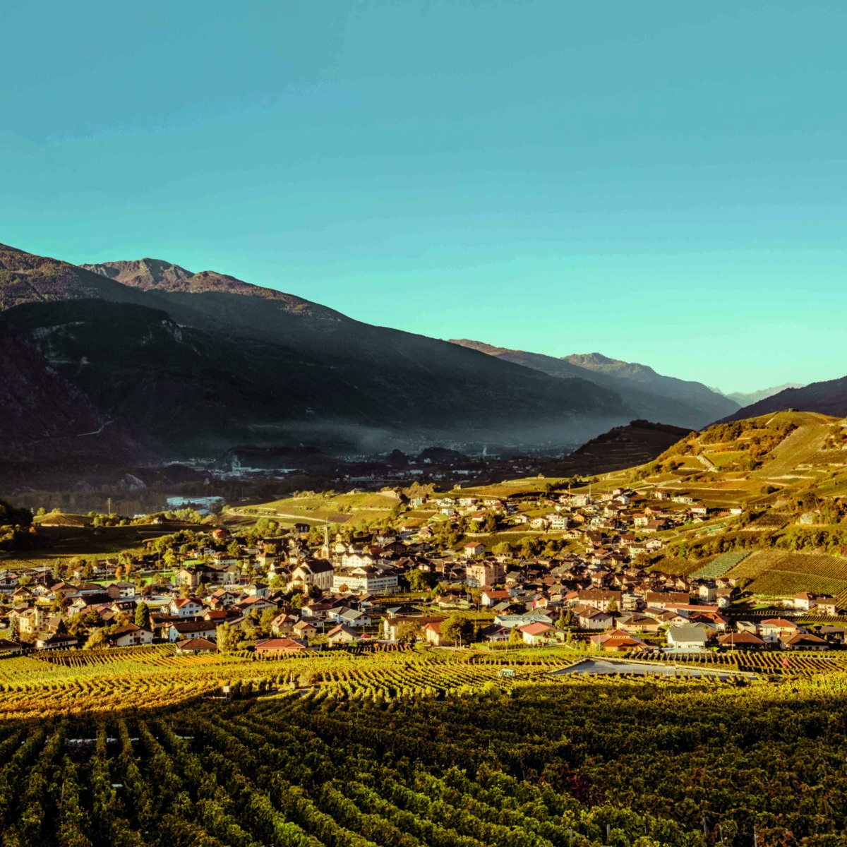 Schweiz. ganz natuerlich.                                       Morgenstimmung in den herbstlichen Rebbergen von Salgesch.