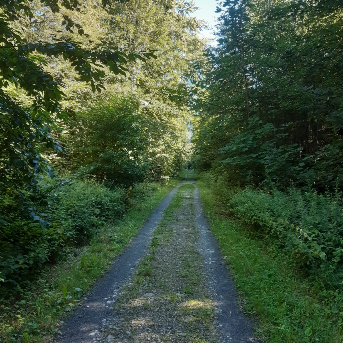 Bois de jorat gravel 4