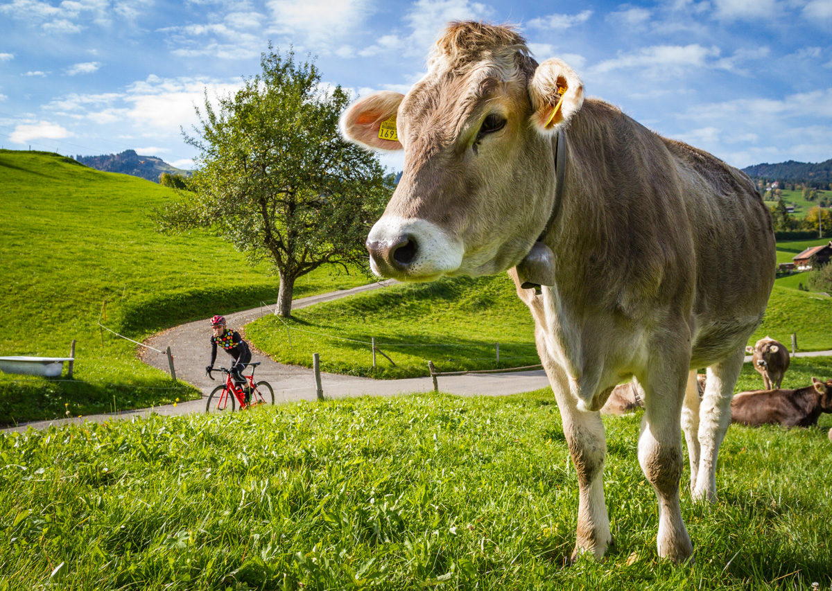 One male cyclist riding past a cow