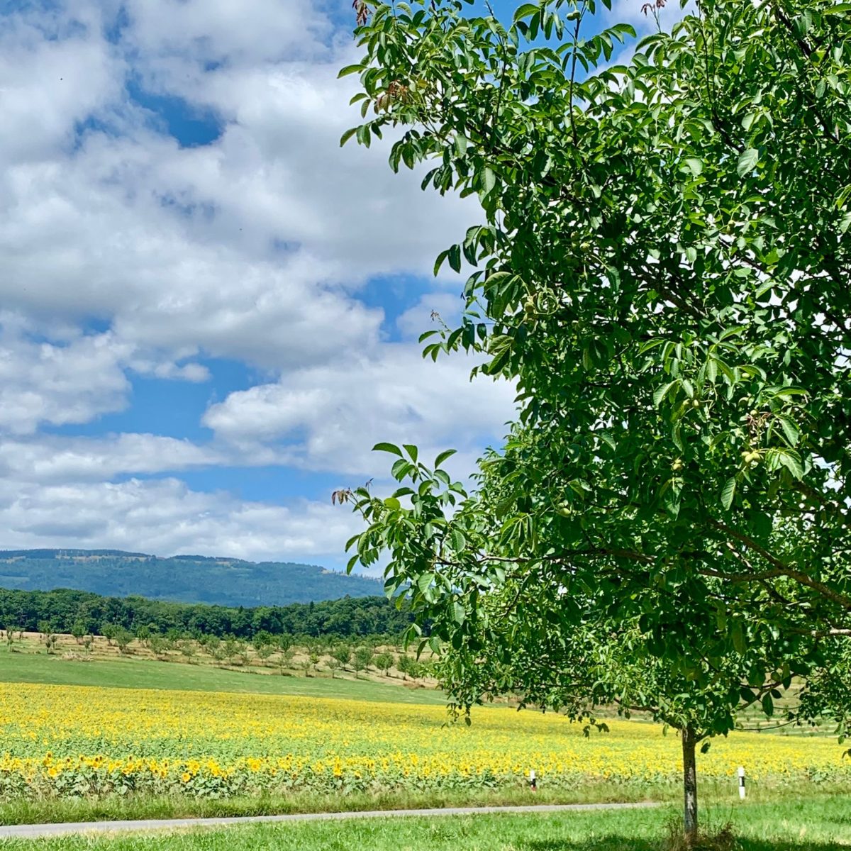 Mini Tour de Suisse_3 Mini Tour de Suisse_3