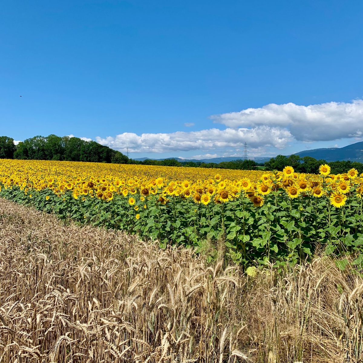 Mini Tour de Suisse_5 Mini Tour de Suisse_5