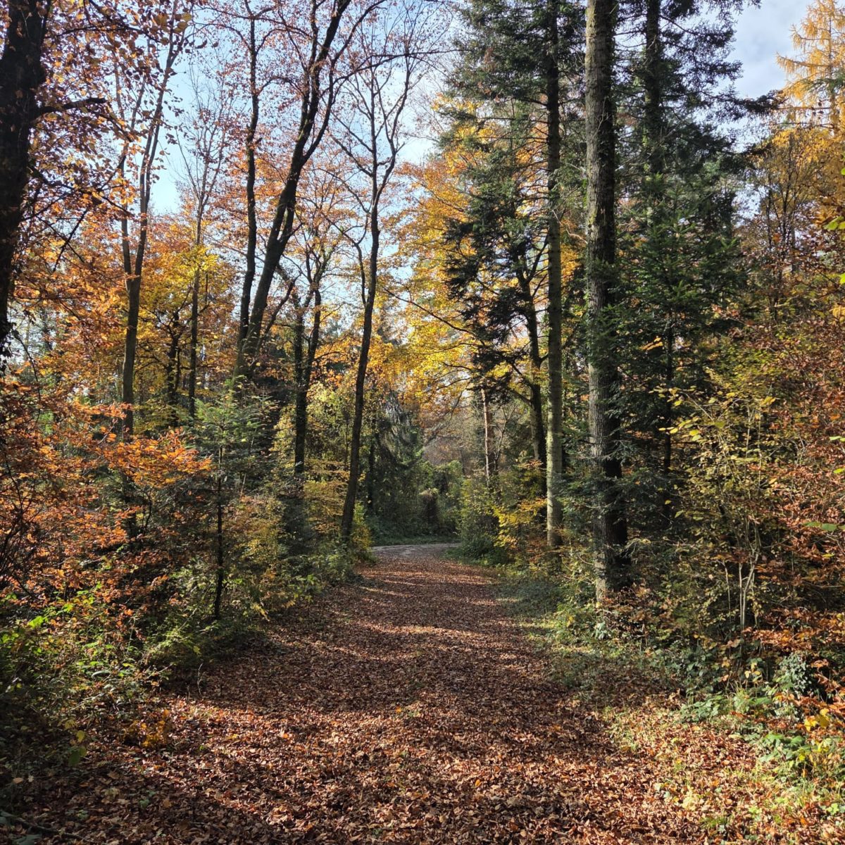 Afterwork Loz nord-ouest-1 Afterwork Loz nord-ouest-1