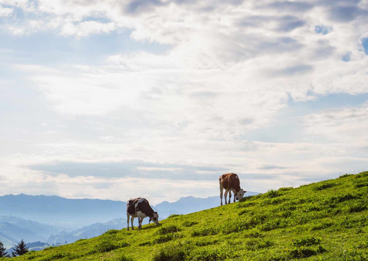 Cows pasturing in the Emmental region of Kanton Bern, Switzerland Cows pasturing in the Emmental region of Kanton Bern, Switzerland